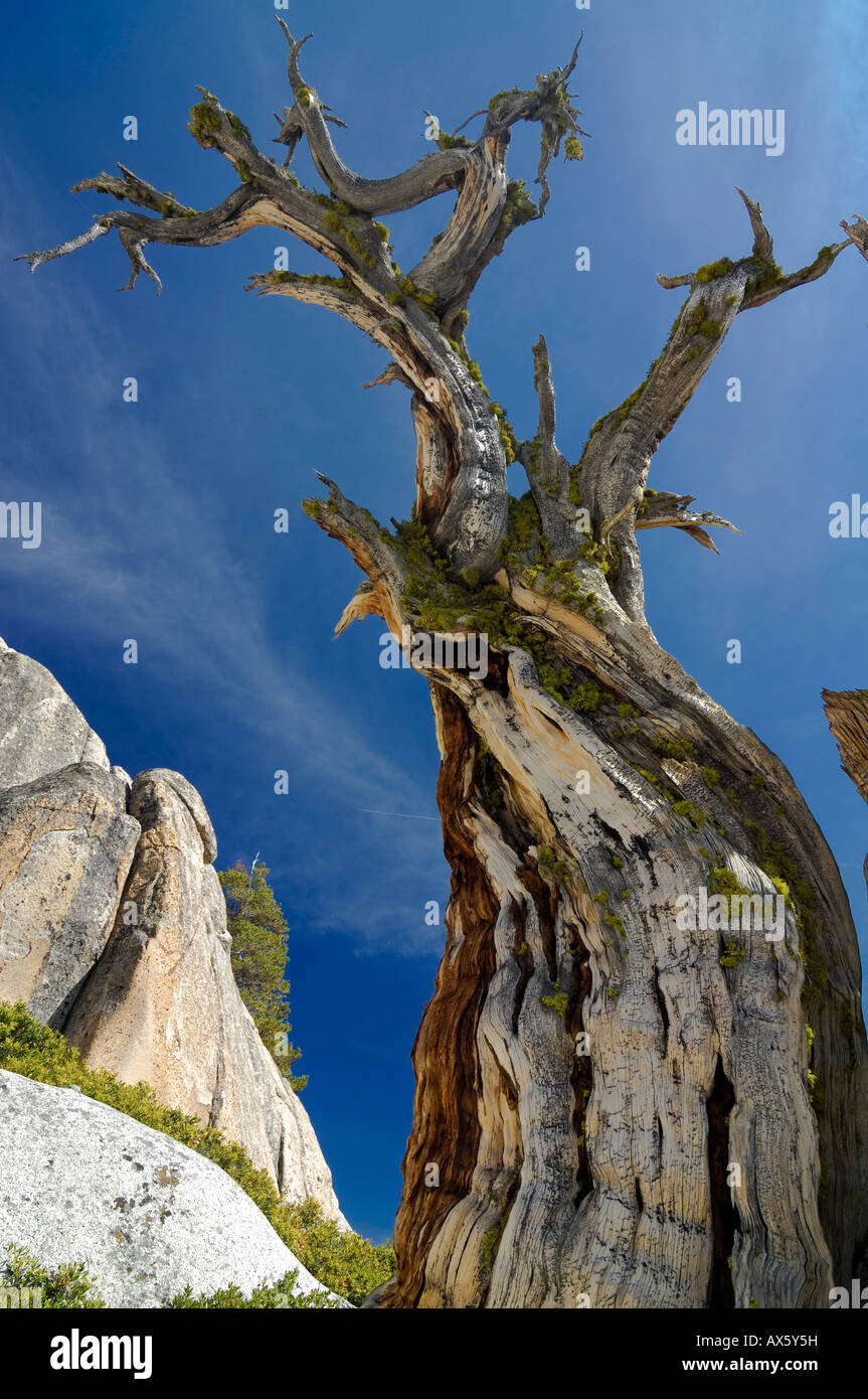 Lone gnarled old Bristlecone Pine (Pinus longaeva) tree stump in front of granite rocks at Olmsted Point, Yosemite National Par Stock Photo