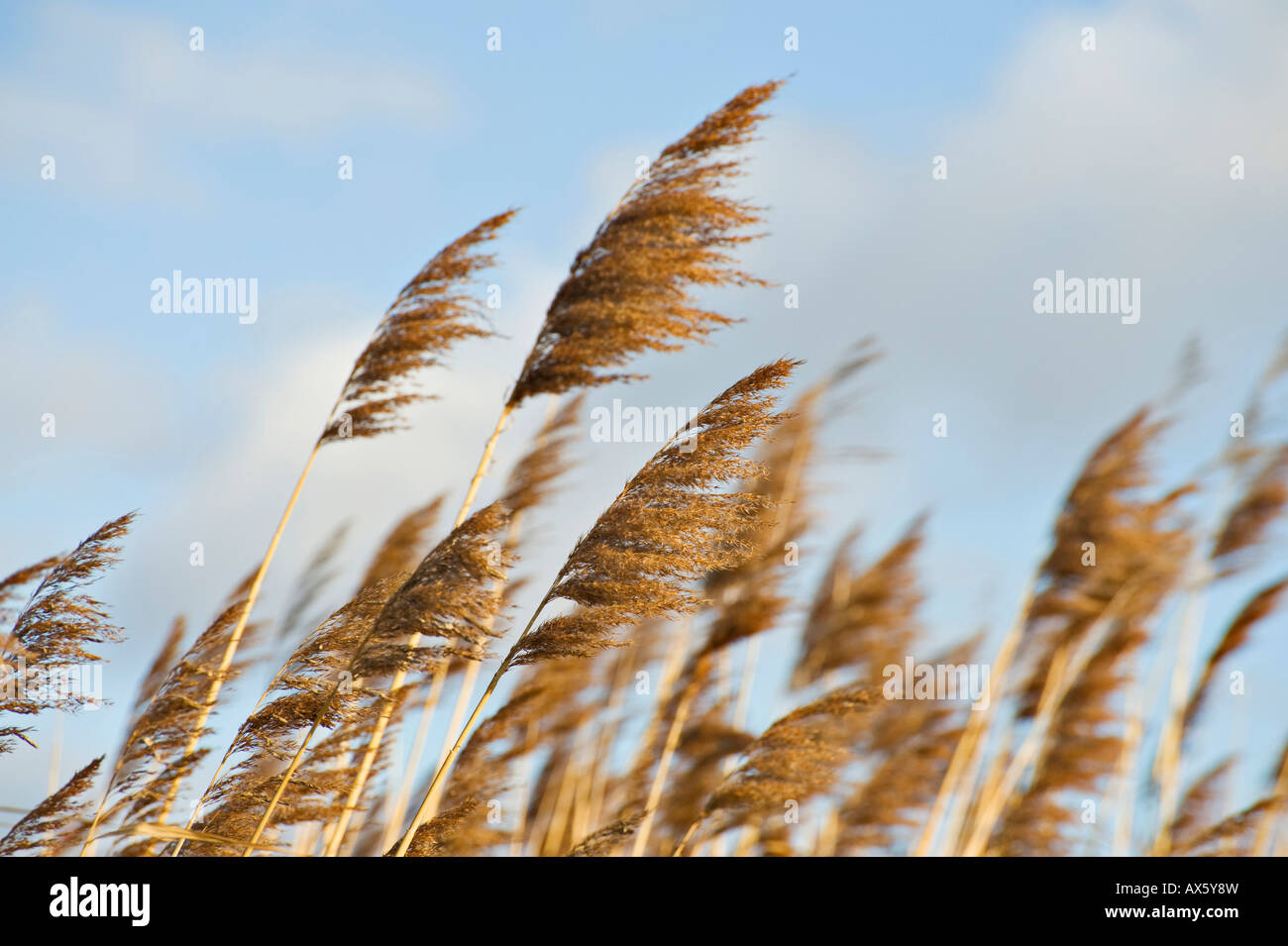 Reeds, St. Veit, Lower Austria, Austria, Europe Stock Photo