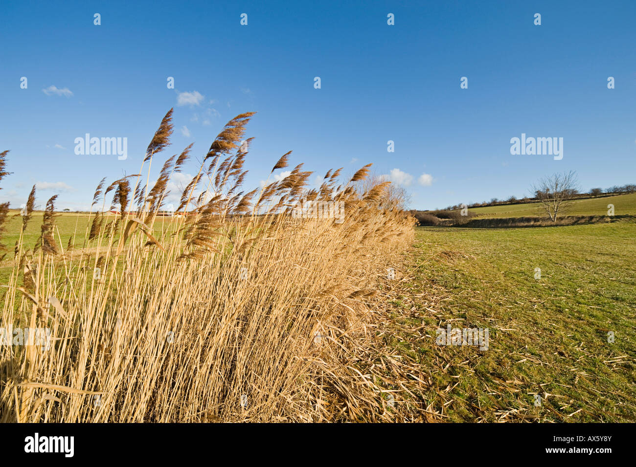 Reeds, St. Veit, Lower Austria, Austria, Europe Stock Photo