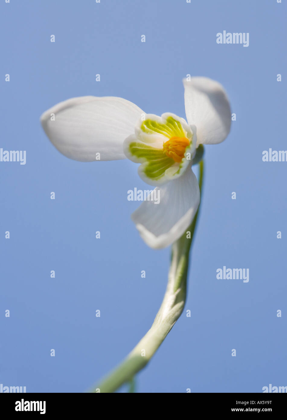 Snowdrop (Galanthus nivalis), garden plant, Austria, Europe Stock Photo