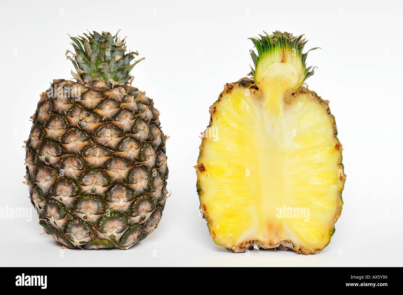Pineapple (Ananas comosus) Stock Photo
