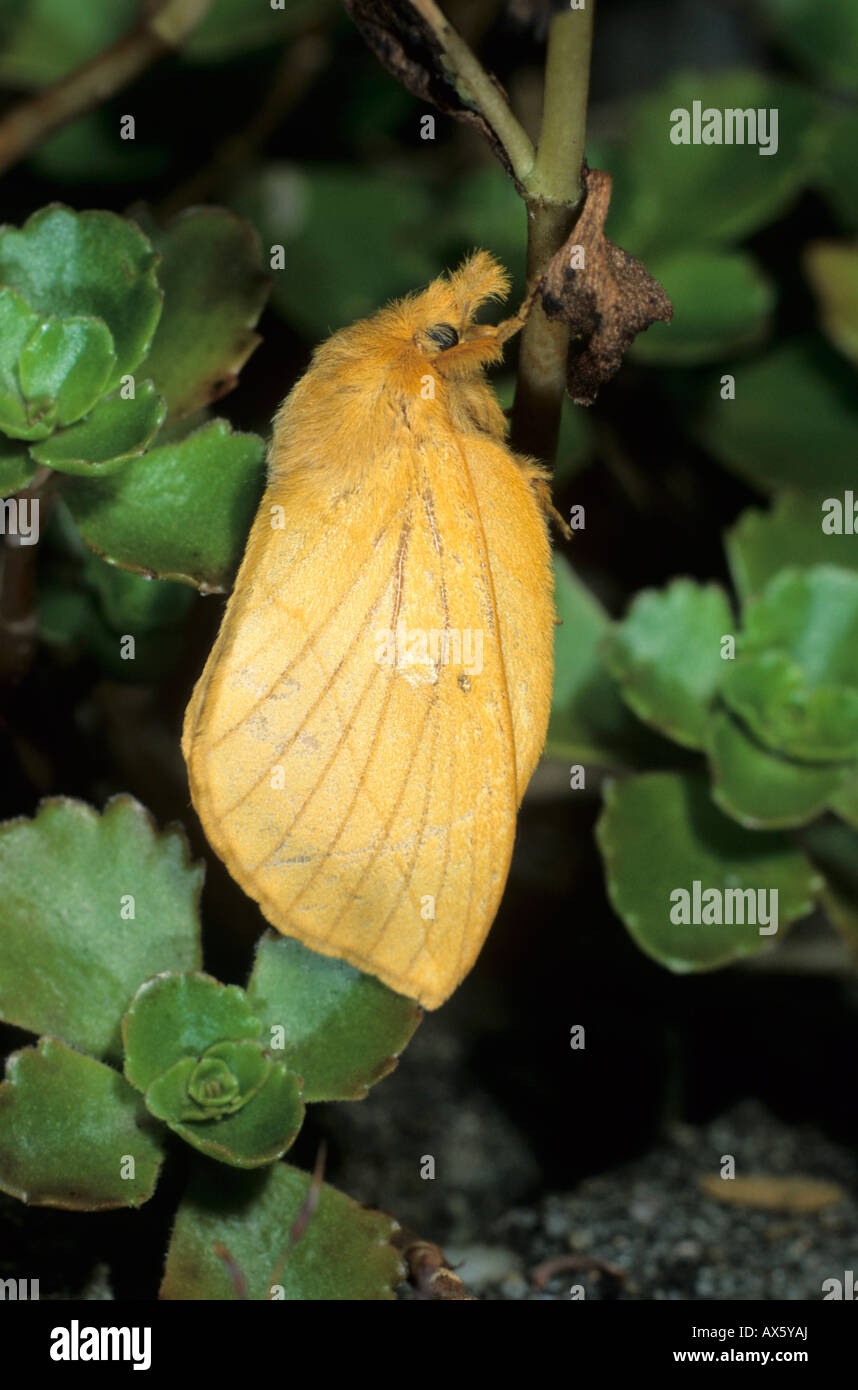 Drinker Moth (Euthrix potatoria, Philudoria potatoria) Stock Photo