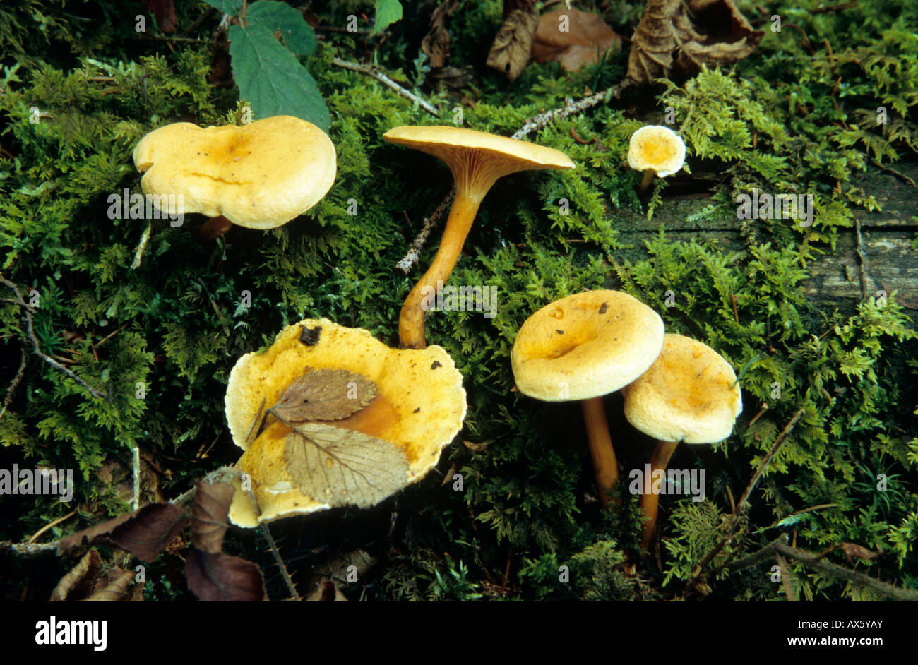 False Chanterelle (Hygrophoropsis aurantiaca Stock Photo Alamy