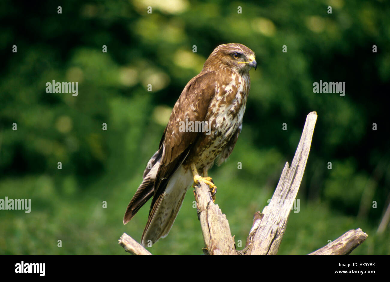 Common buzzard photos hires stock photography and images Alamy
