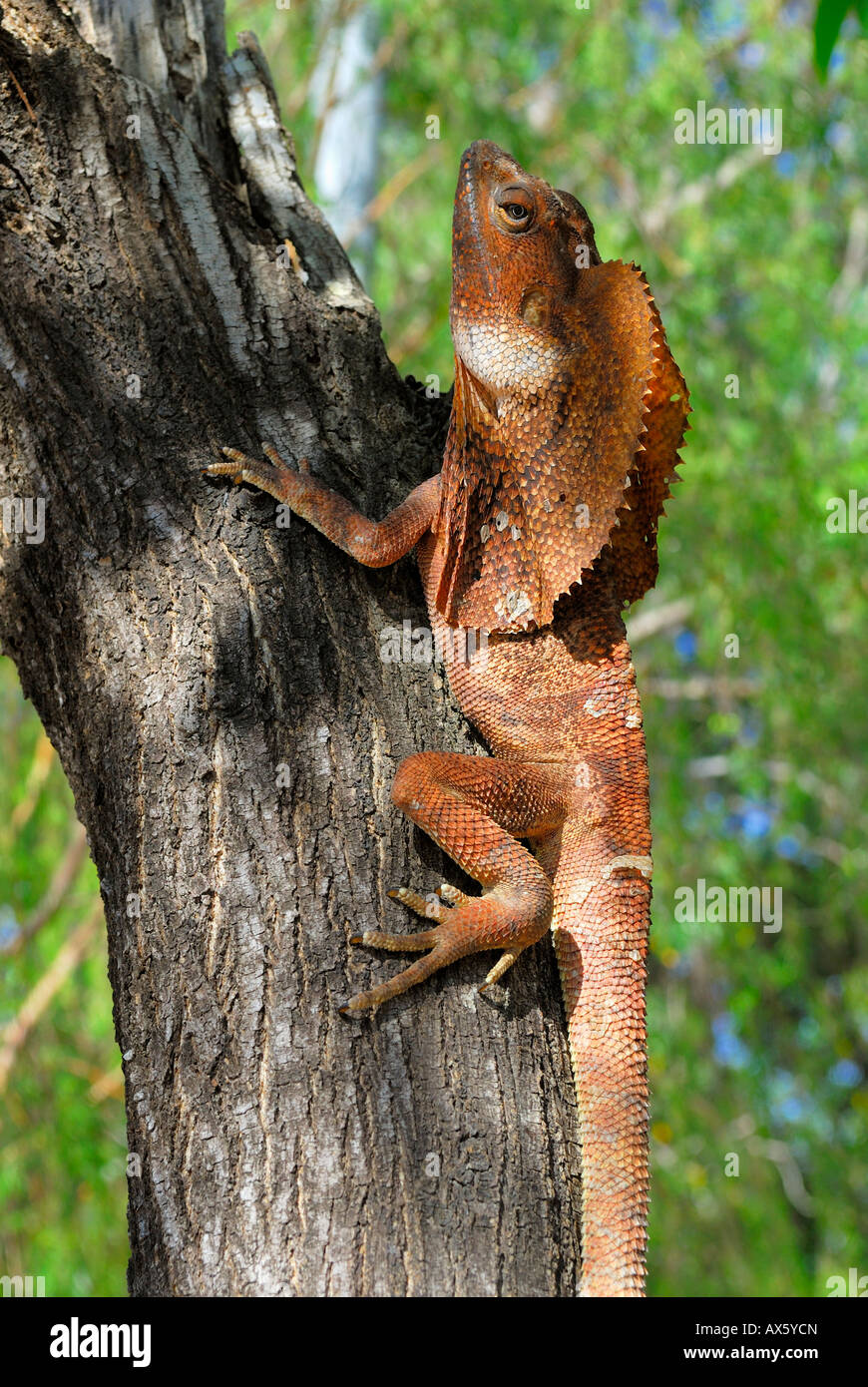 Frilled - or Frillneck Lizard (Clamydosaurus kingii), Darwin, Northern Territory, Australia Stock Photo