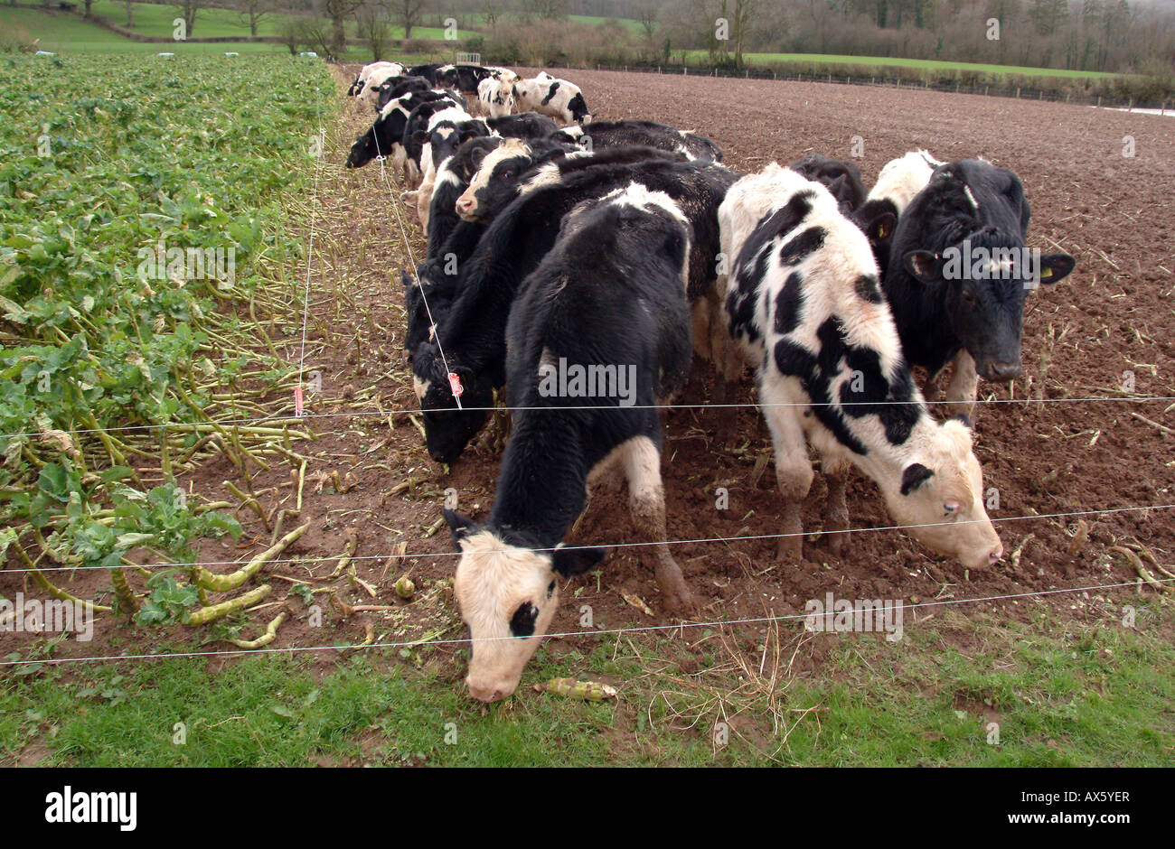 Dairy cattle feeding on kale crop in ground Stock Photo Alamy