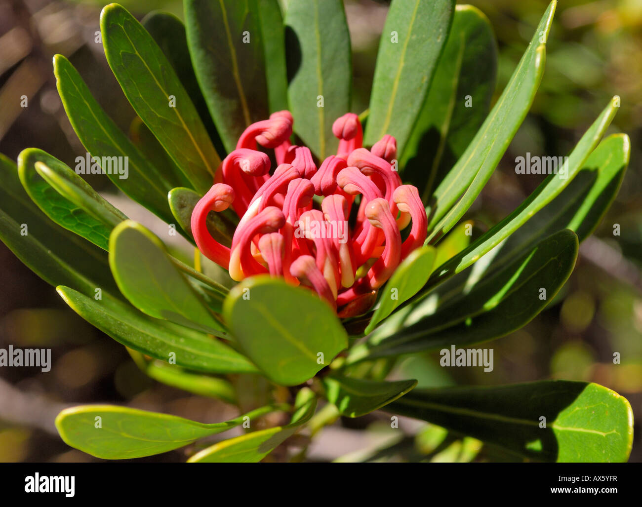 Tasmanian Waratah (Telopea truncata) native to southeastern Australia, Cradle Mountains, Tasmania, Australia Stock Photo