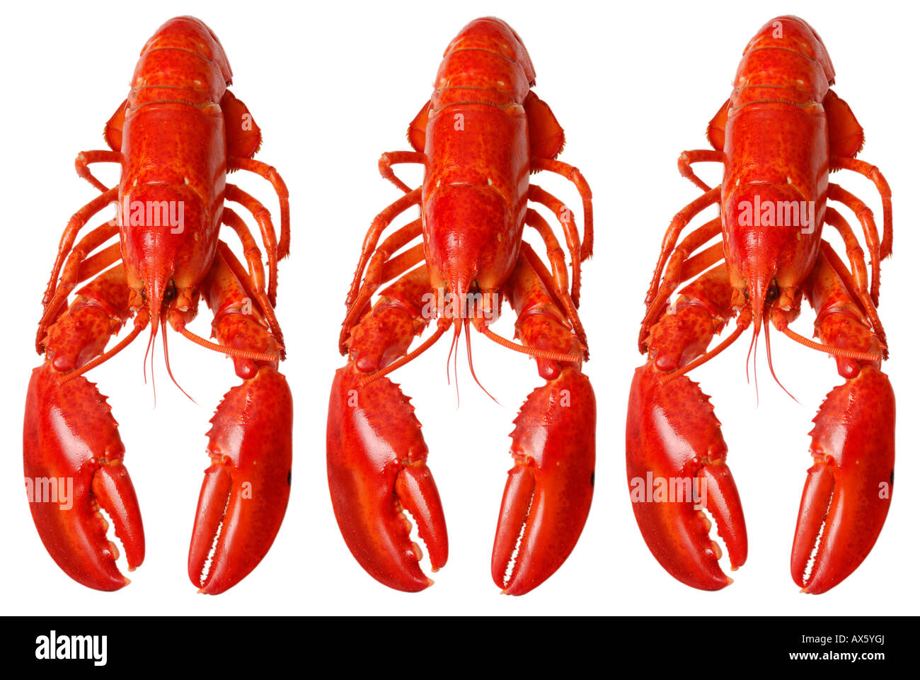 Clawed lobsters nephropidae Cut Out Stock Images & Pictures Alamy