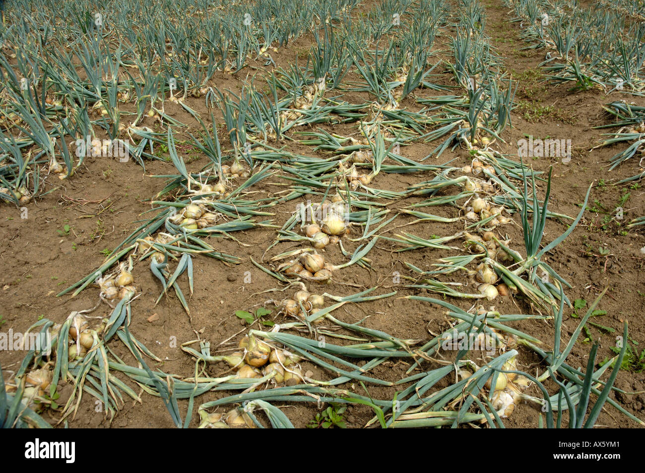 Onion harvesting hi-res stock photography and images - Alamy