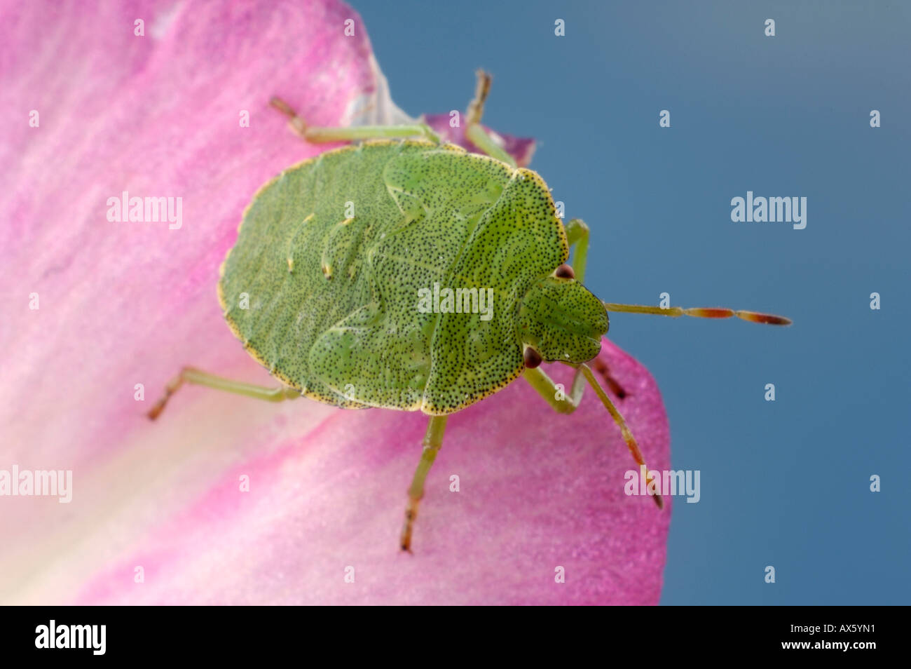 Common Green Shield Bug Stock Photo Alamy