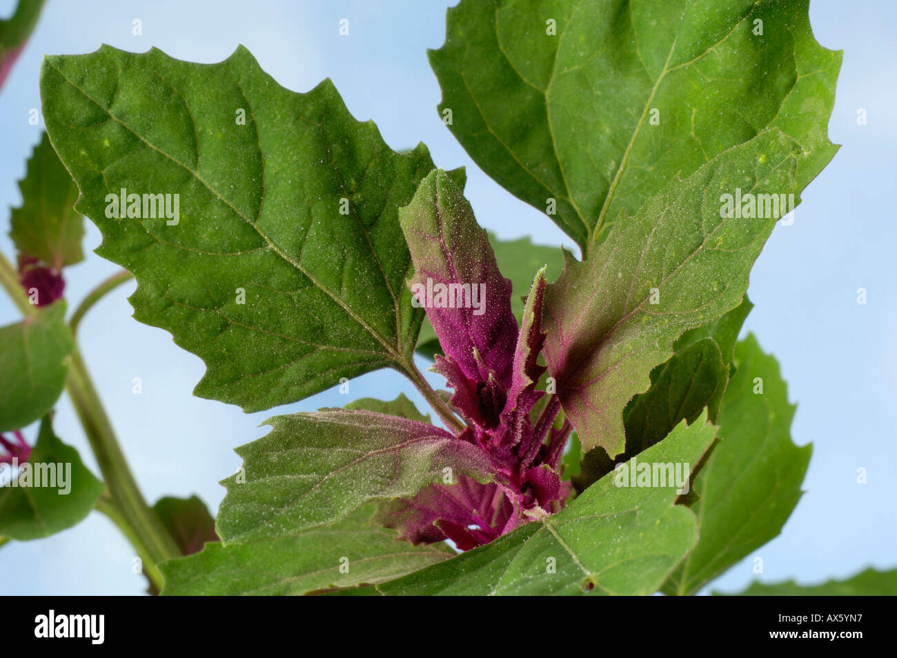 Tree Spinach  Stock Photo