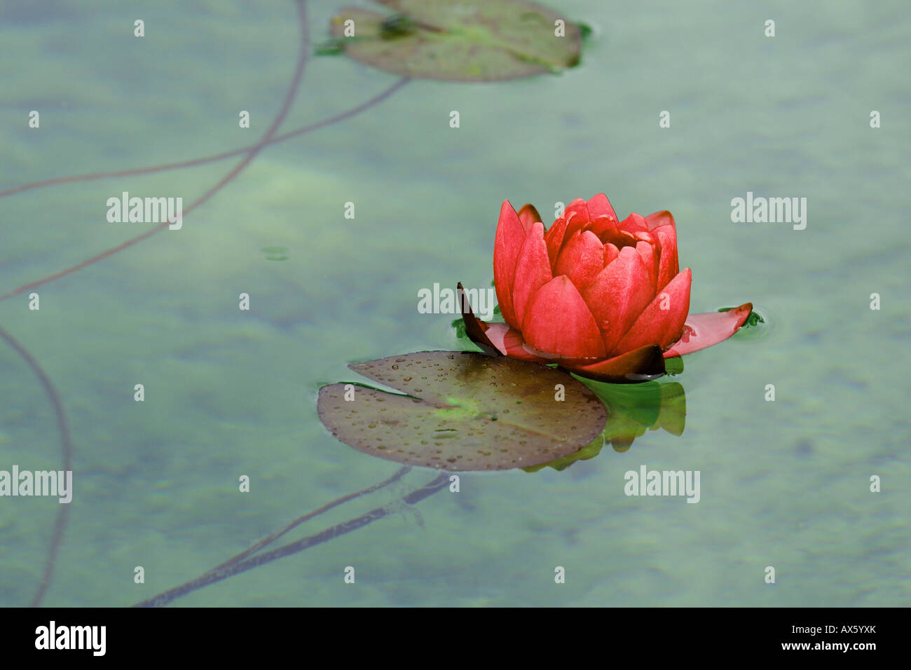 Red waterlily (Nymphaea) on the surface of a lake Stock Photo