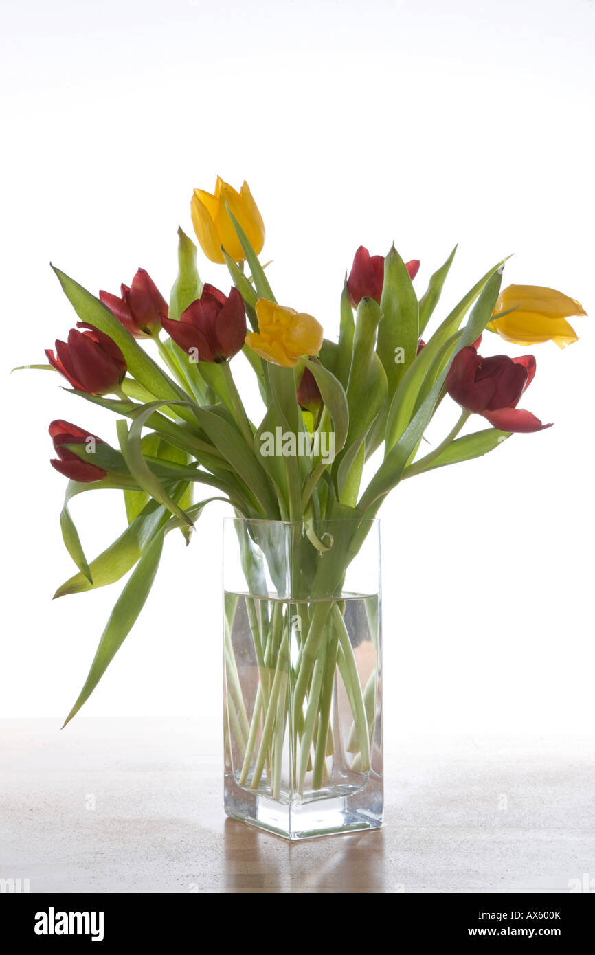 Tulips (tulipa) Stock Photo