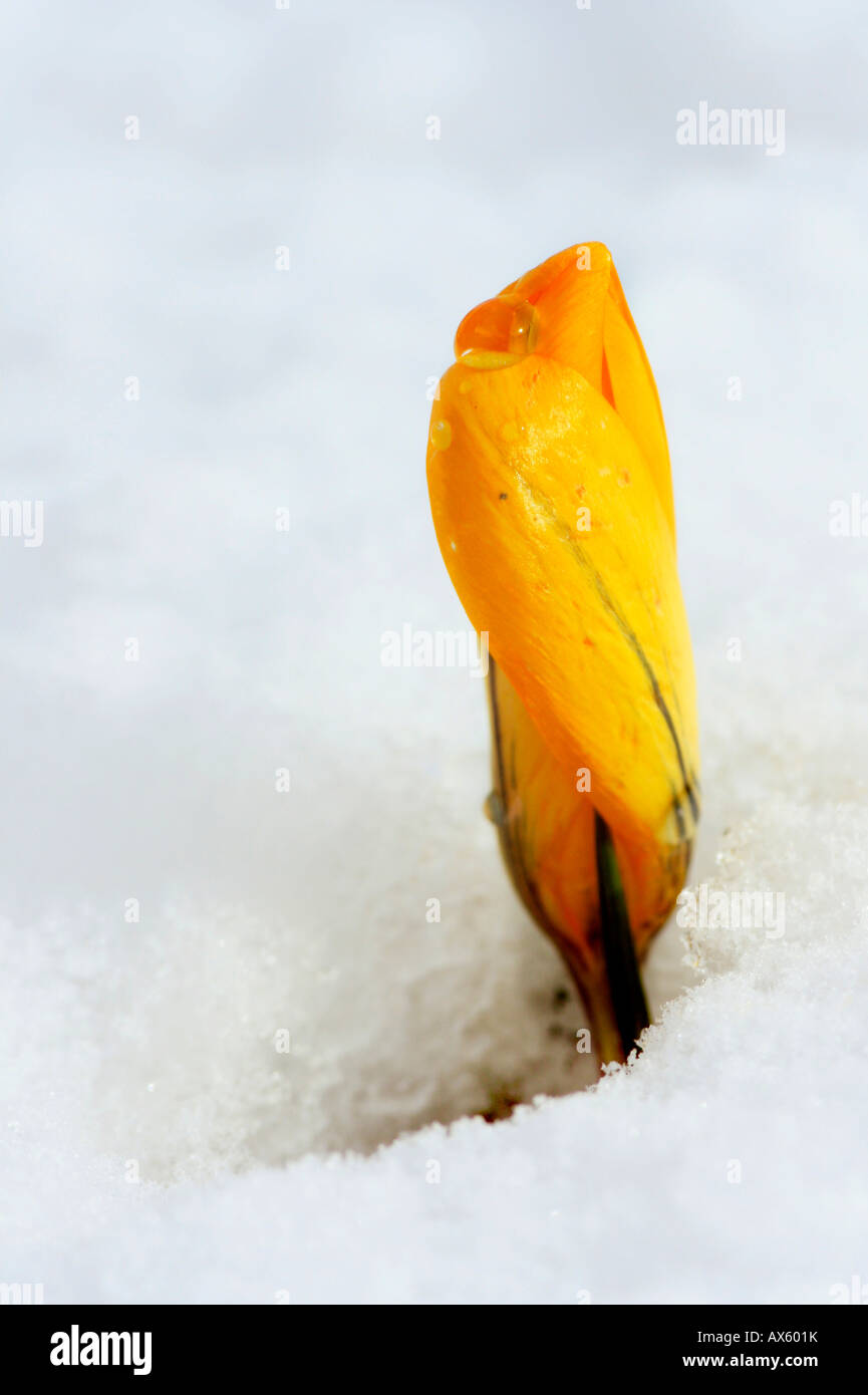 Yellow Crocus (Crocus vernus), closed blossom peeking through the snow Stock Photo