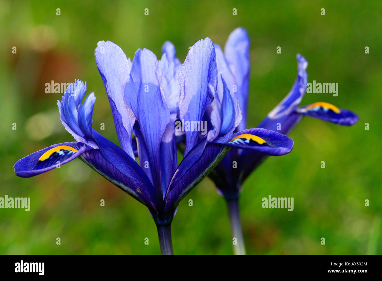 Reticulated - or Netted Iris (Iris reticulata) Stock Photo