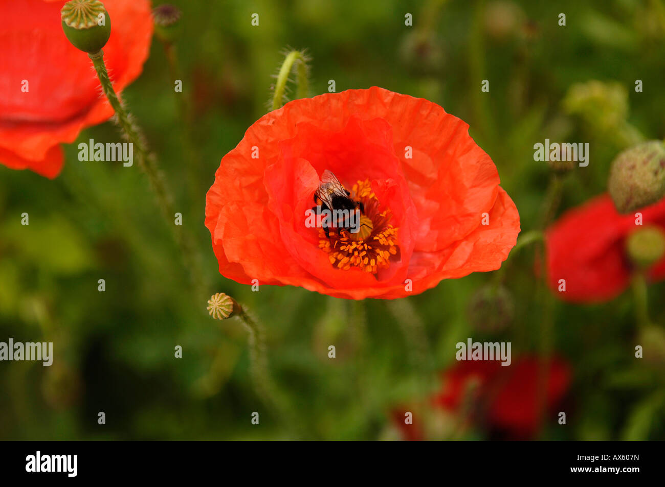 Bumblebee (Bombus) perched on a Red Poppy (Papaver rhoeas) Stock Photo