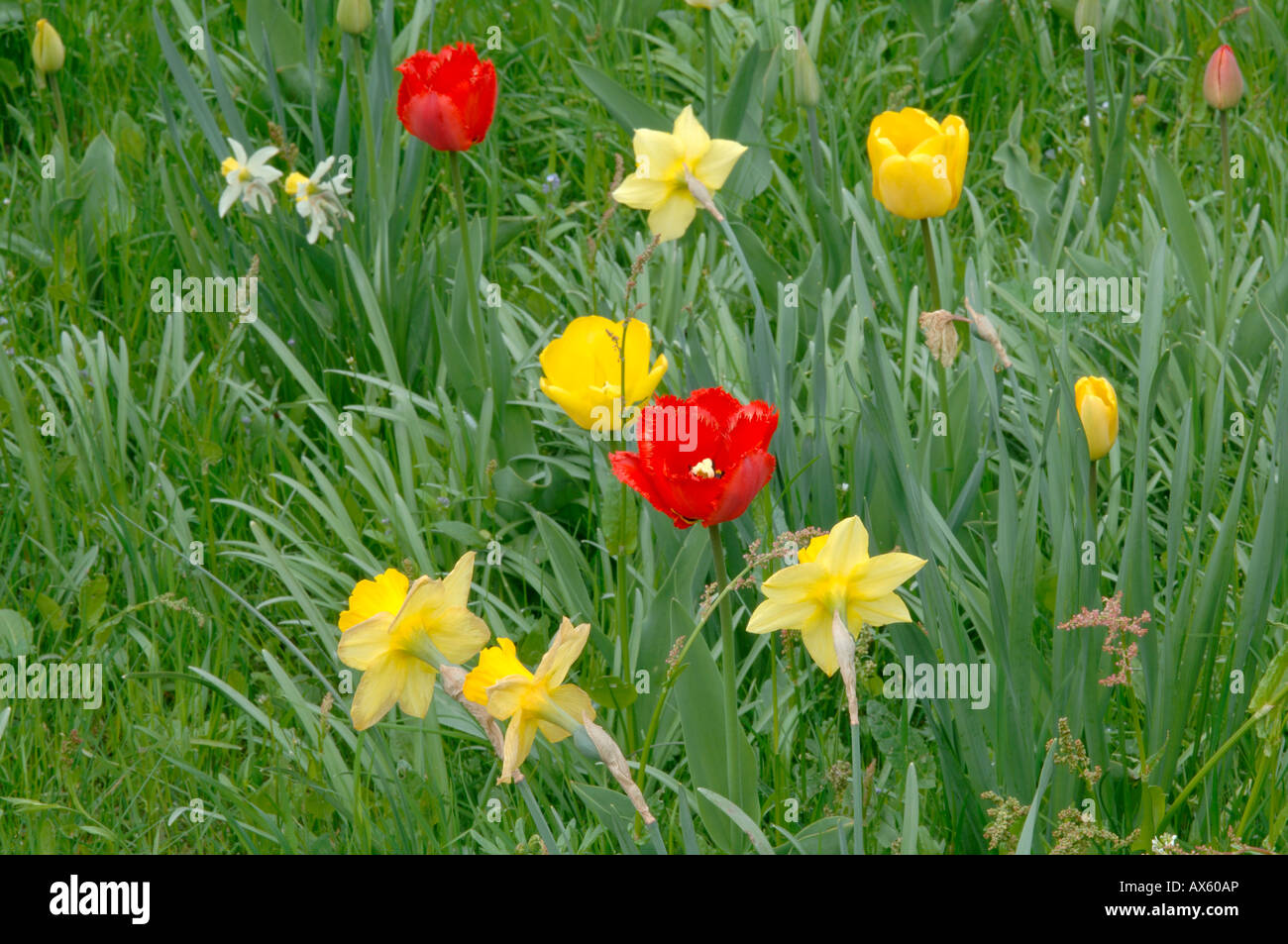 Tulips (Tulipa sp.) and Daffodils (Narcissus sp.) growing in a meadow, North Tirol, Austria, Europe Stock Photo