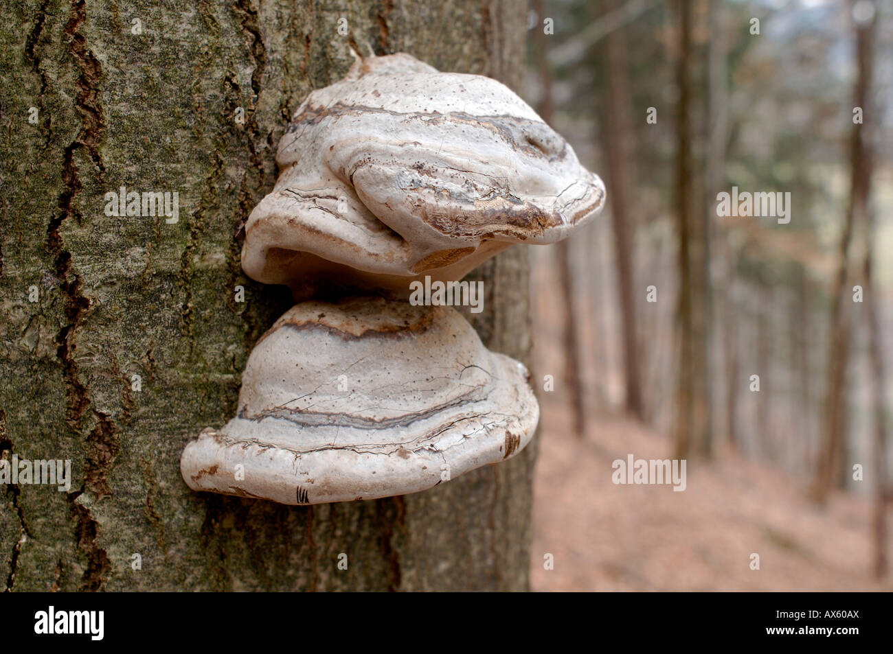 Fungi growing on a beech trunk, North Tirol, Austria, Europe Stock Photo