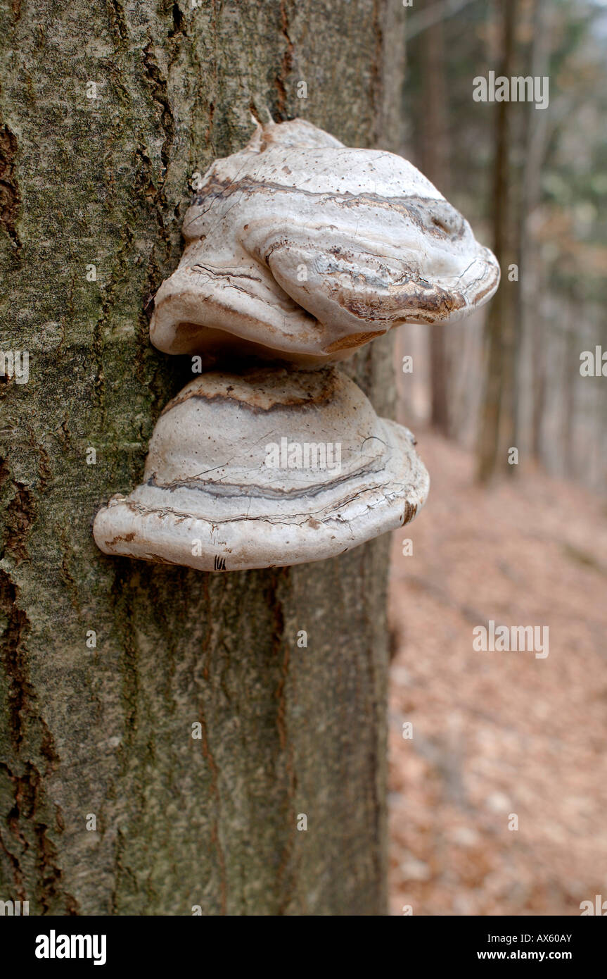 Fungi growing on a beech trunk, North Tirol, Austria, Europe Stock Photo