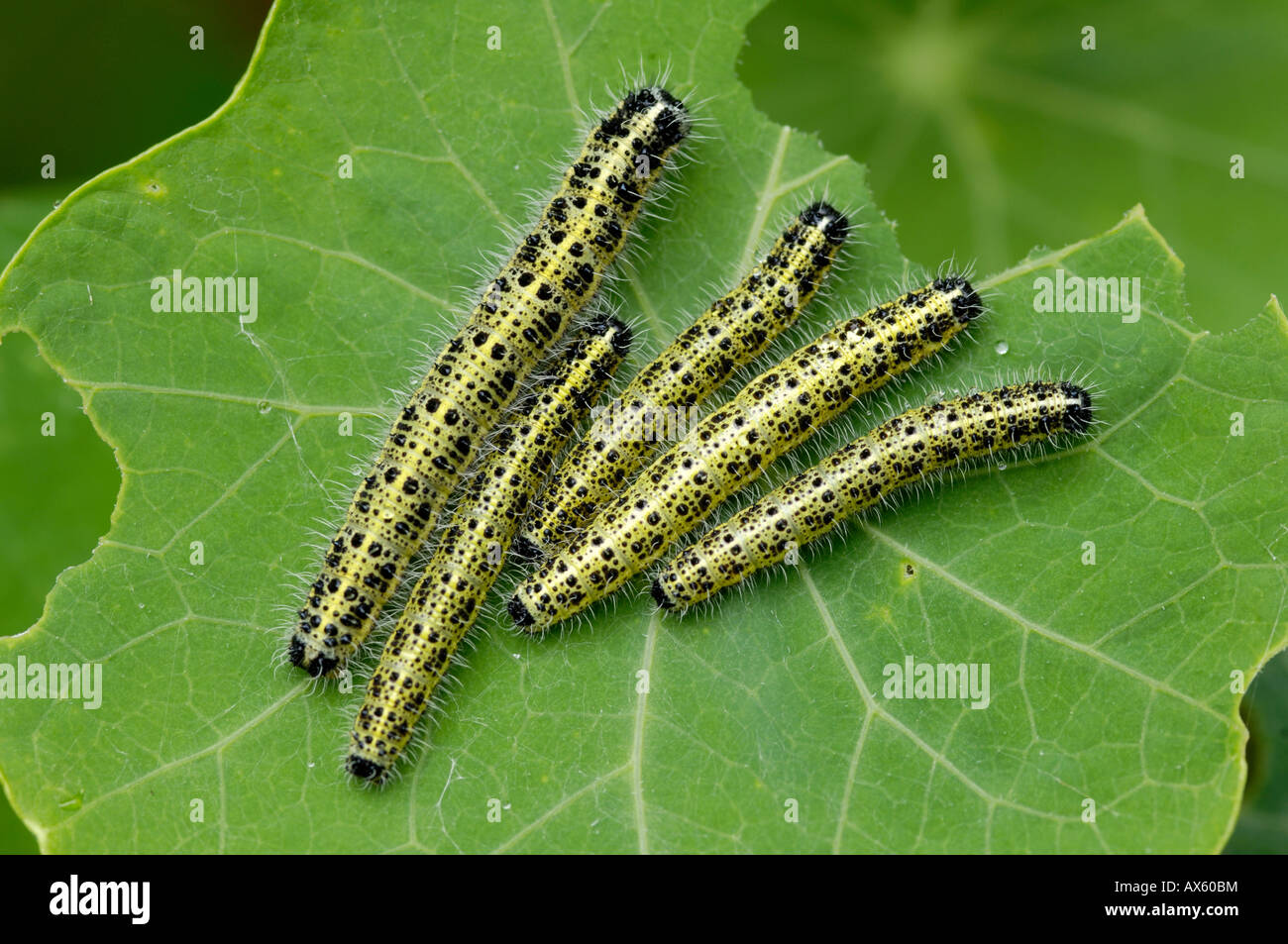 Small White caterpillars (Pieris rapae), North Tirol, Austria, Europe Stock Photo