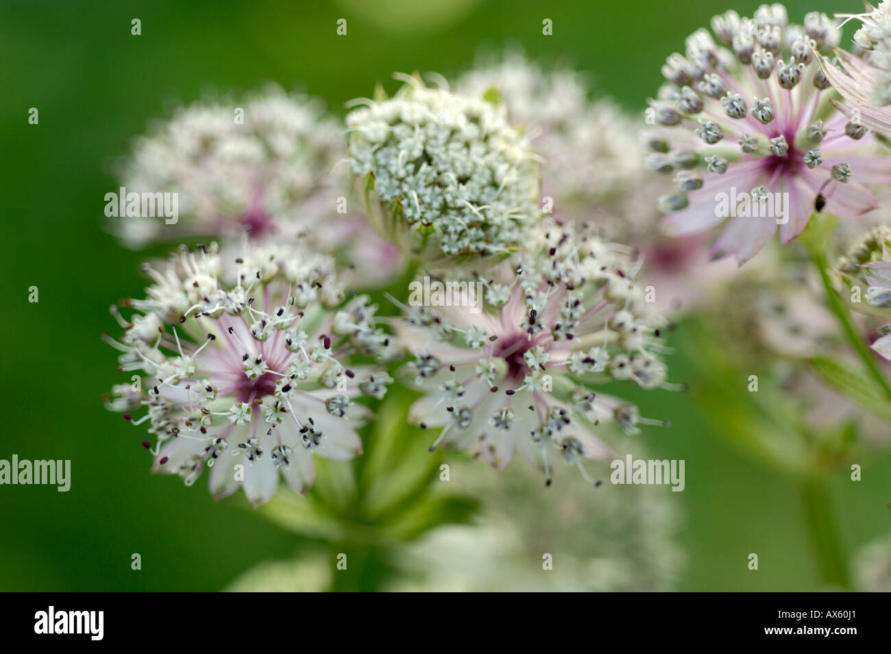 greater-masterwort-stock-photo-alamy