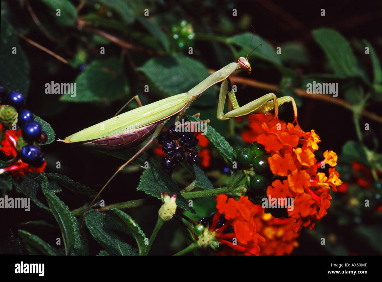 Praying mantis Mantis religiosa in the National Park of Circeo in Italy Stock Photo