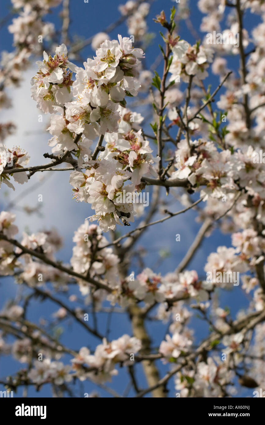 Blossoming almond tree (Prunus dulcis, Prunus amygdalus) near Binissalem, Majorca, Balearic Islands, Spain, Europe Stock Photo