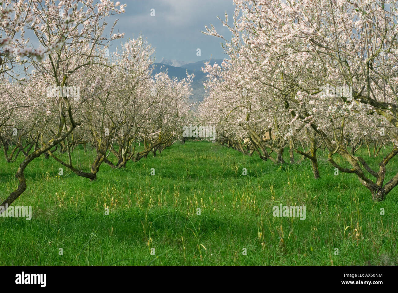 Blossoming almond trees (Prunus dulcis, Prunus amygdalus) near