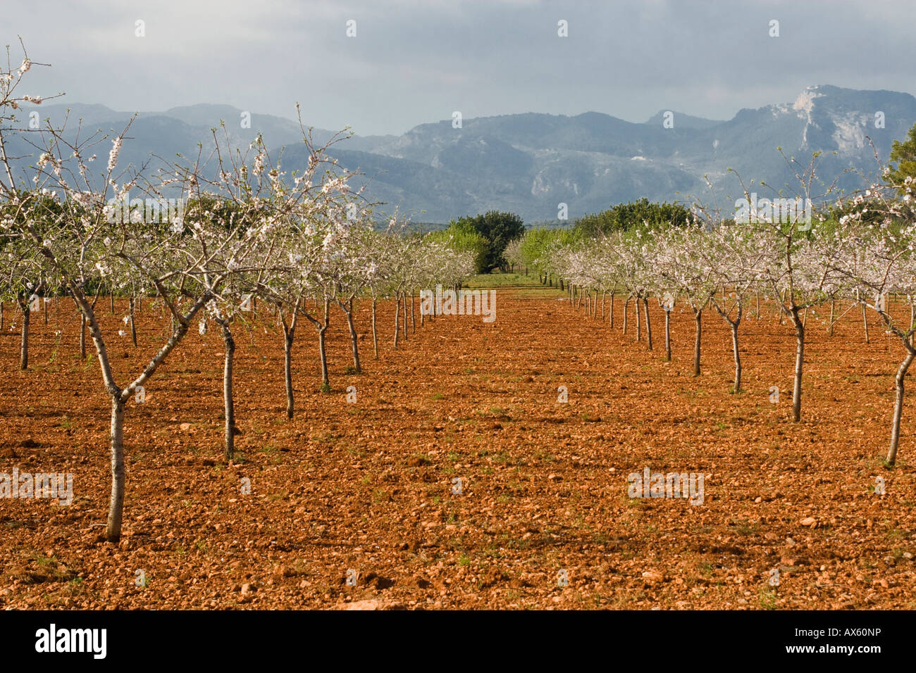 Blossoming almond trees (Prunus dulcis, Prunus amygdalus) near Binissalem, Majorca, Balearic Islands, Spain, Europe Stock Photo