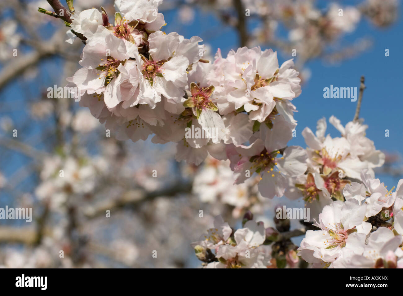 Blossoming almond tree (Prunus dulcis, Prunus amygdalus) near Binissalem, Majorca, Balearic Islands, Spain, Europe Stock Photo