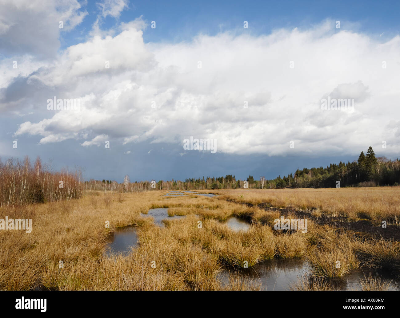 Flooded peat drain, Nicklheim, Bavaria, Germany, Europe Stock Photo