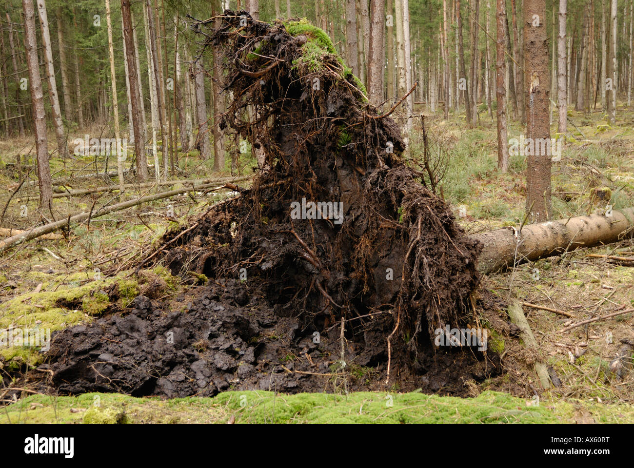 Uprooted spruce trunk Stock Photo