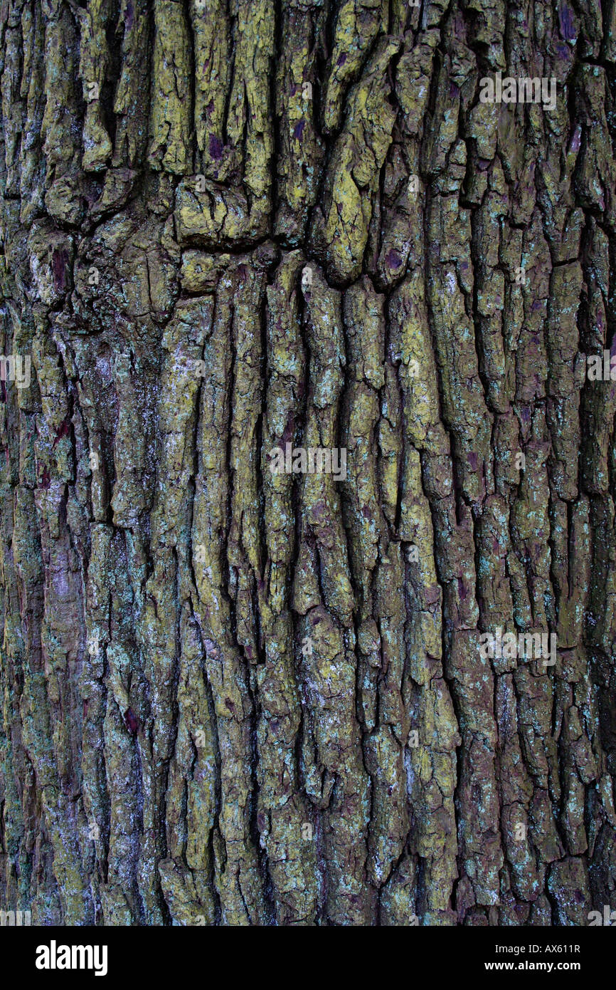 Texture, tree bar, Lueerwald (Luer Forest), North Rhine-Westphalia, Germany, Europe Stock Photo