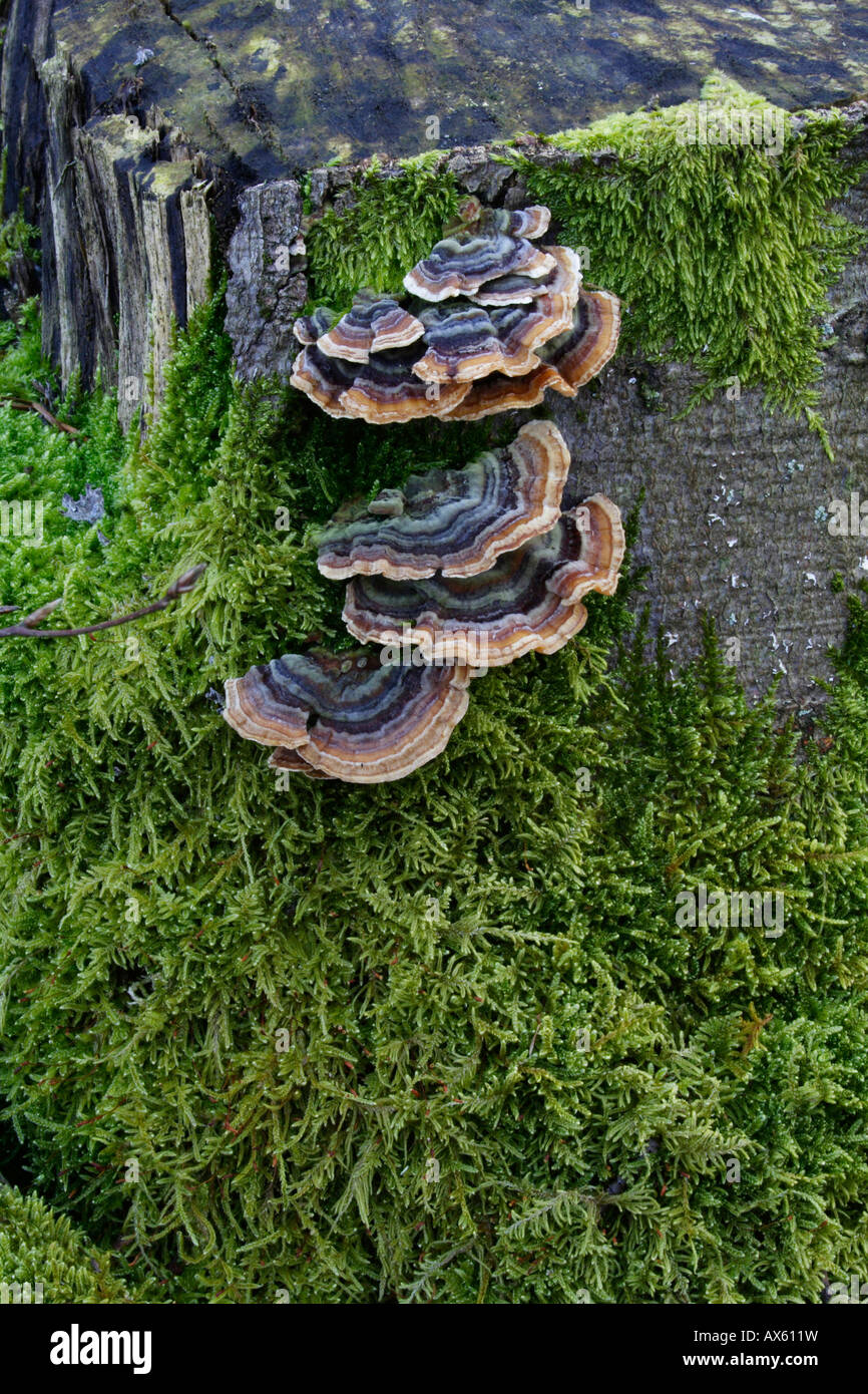 Turkey Tail mushrooms (Trametes versicolor) growing on a tree stump in Lueerwald (Luer Forest), North Rhine-Westphalia, Germany Stock Photo