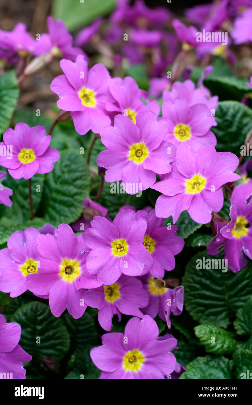 PRIMULA THEODORA Stock Photo