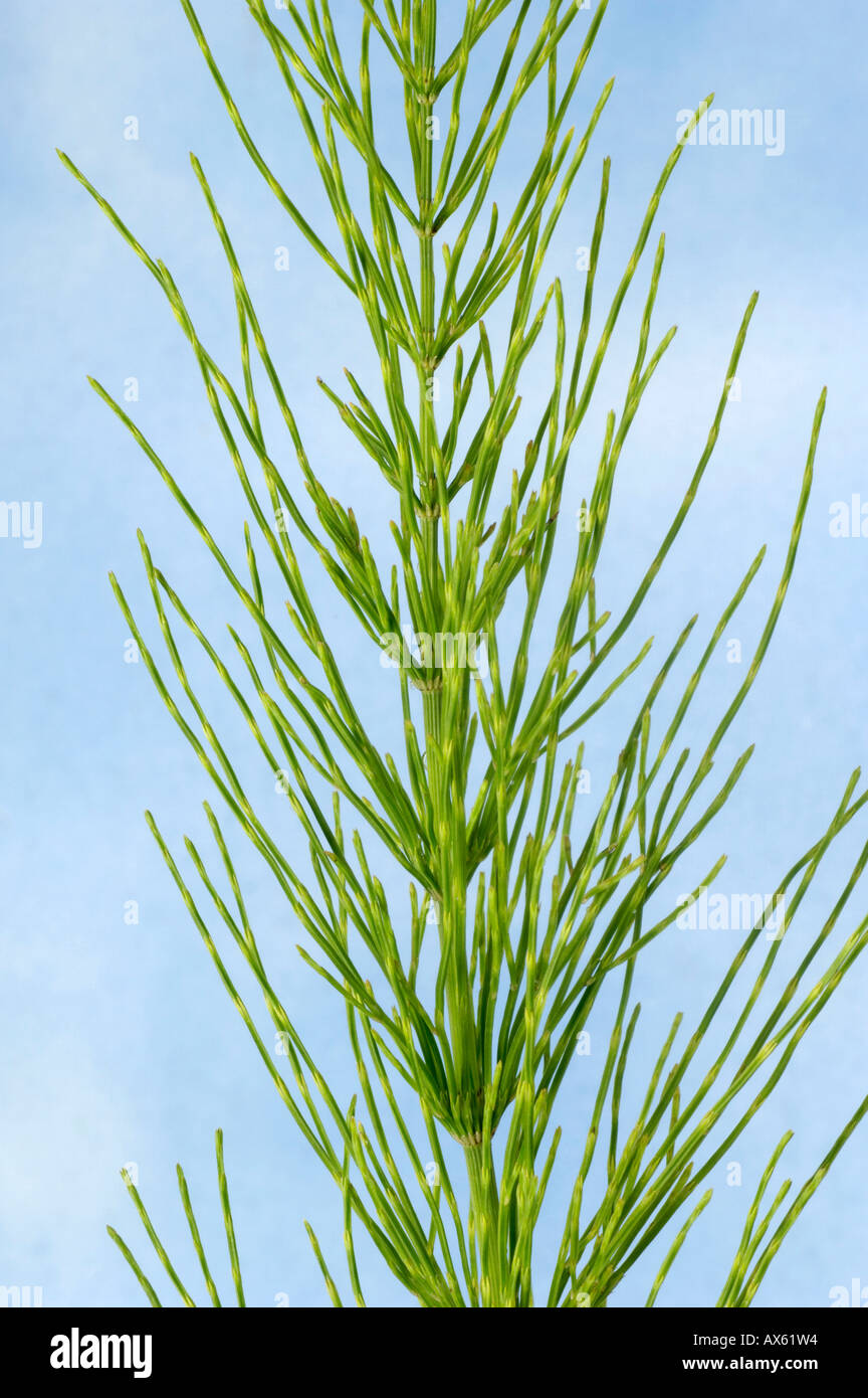 Common Horsetail Stock Photo Alamy