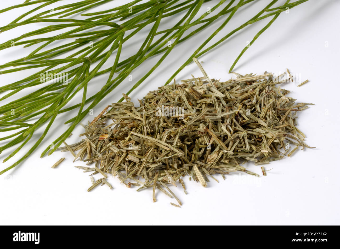 Common Horsetail Stock Photo Alamy