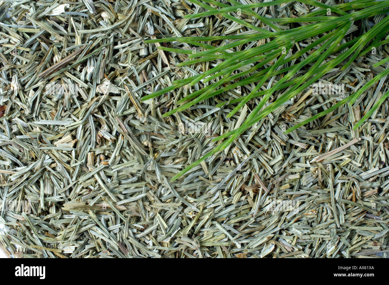 Common Horsetail Stock Photo Alamy