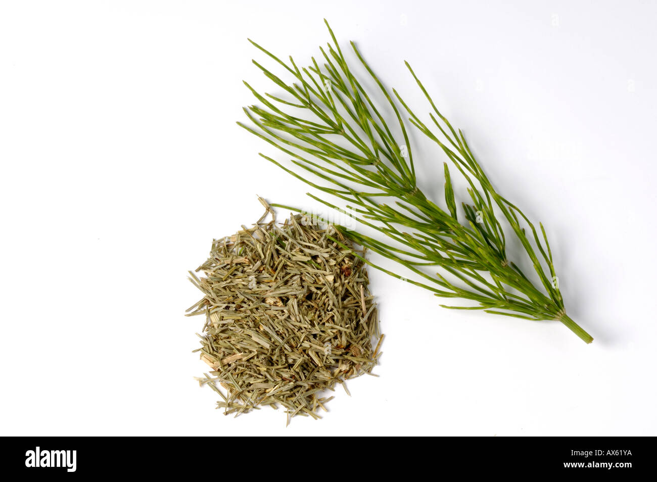 Common Horsetail Stock Photo Alamy