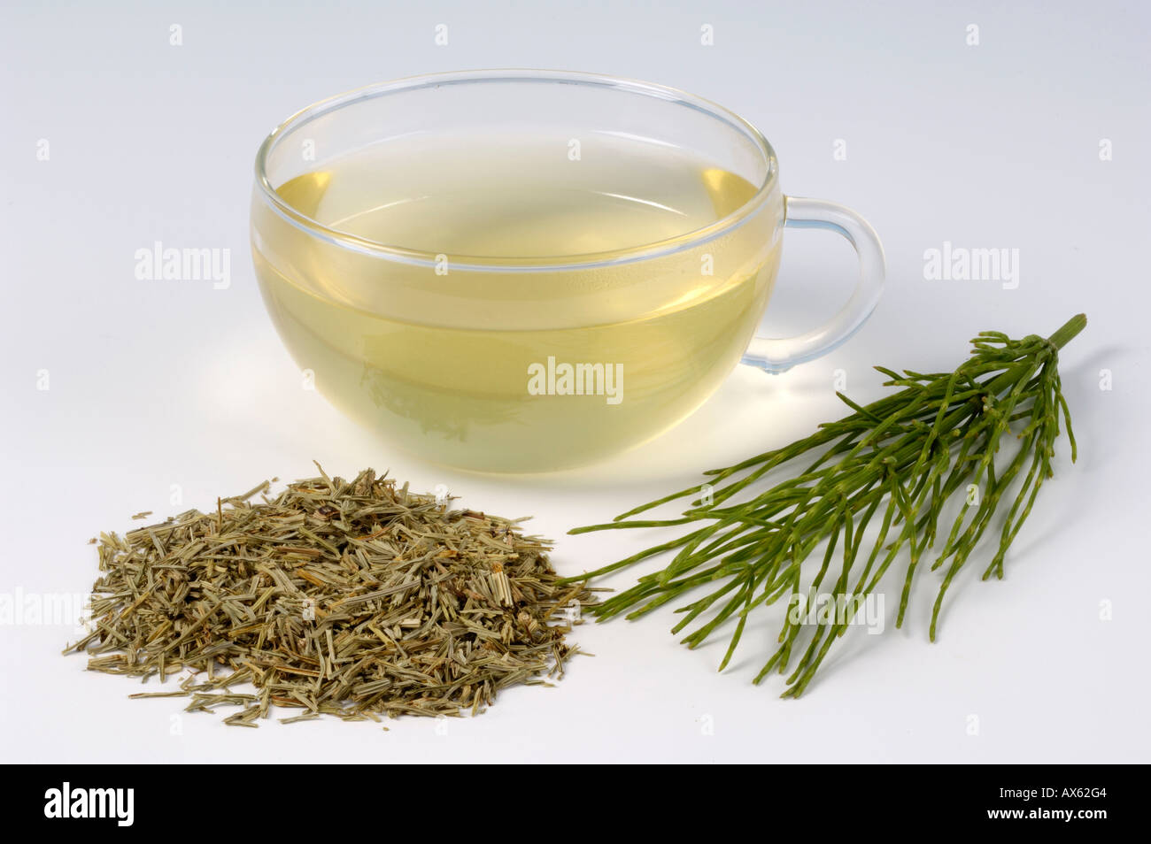 Common Horsetail Stock Photo Alamy