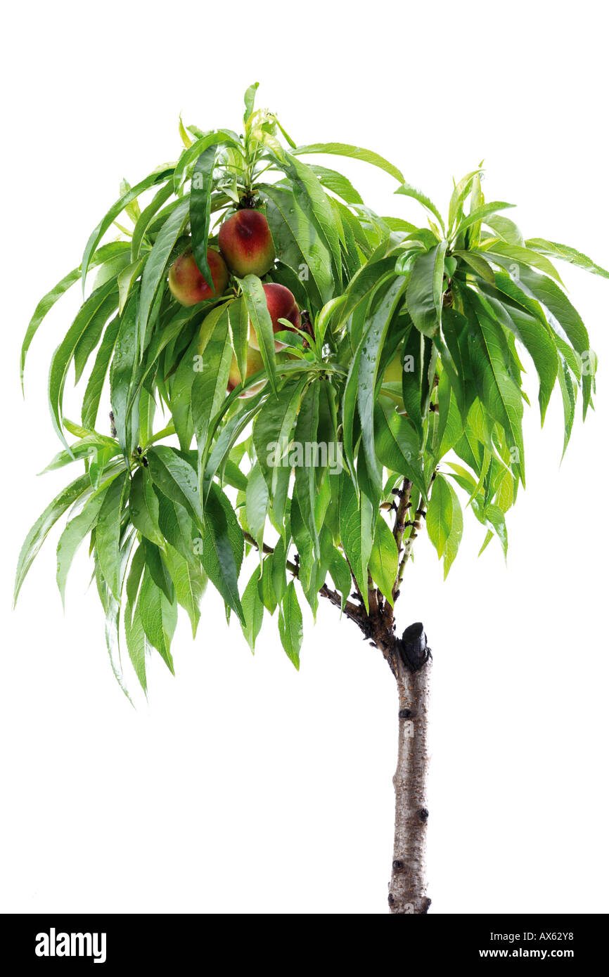 Growing nectarines Cut Out Stock Images & Pictures Alamy