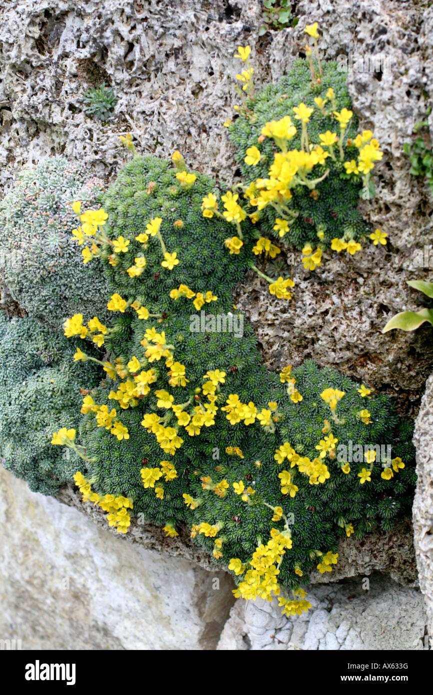 SAXIFRAGA HYBRID GROWING IN TUFA Kabschia saxifrage Stock Photo