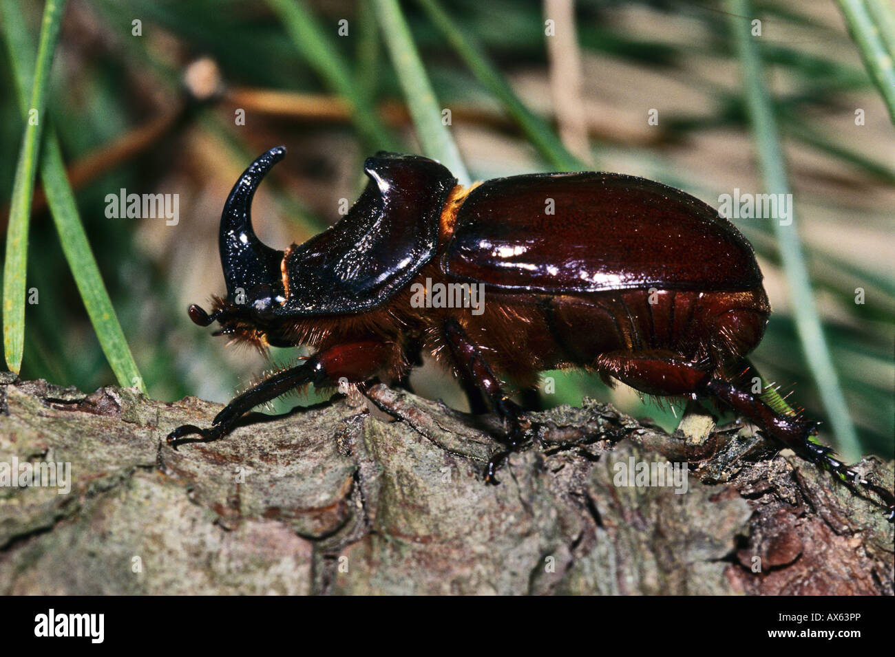 European Rhinoceros Beetle Oryctes Nasicornis Male In The National Park European Rhinoceros Beetle Oryctes Nasicornis Male In The National Park