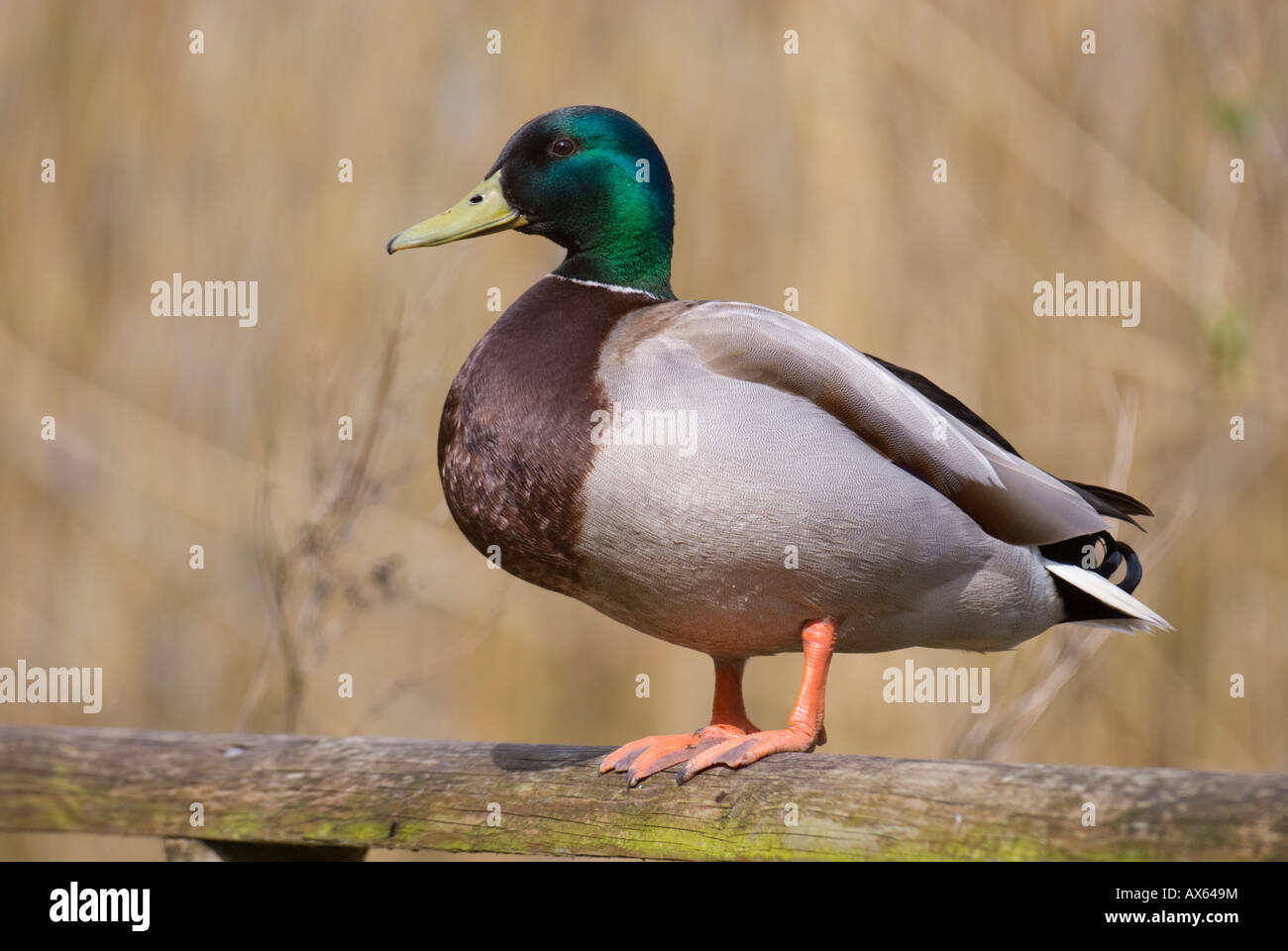 Male Mallard Duck on fence Stock Photo