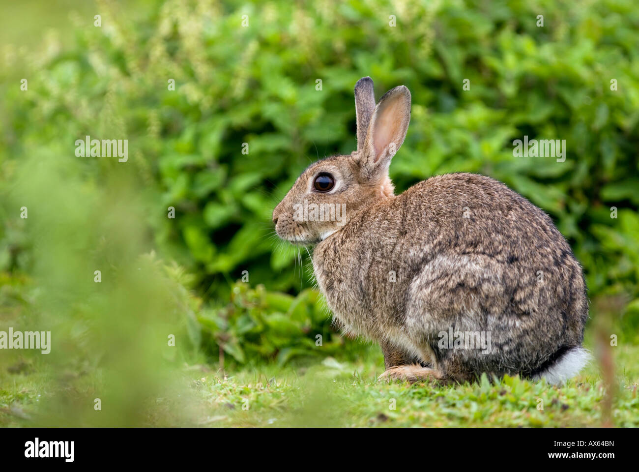 One Rabbit on Skokholm Island Stock Photo - Alamy