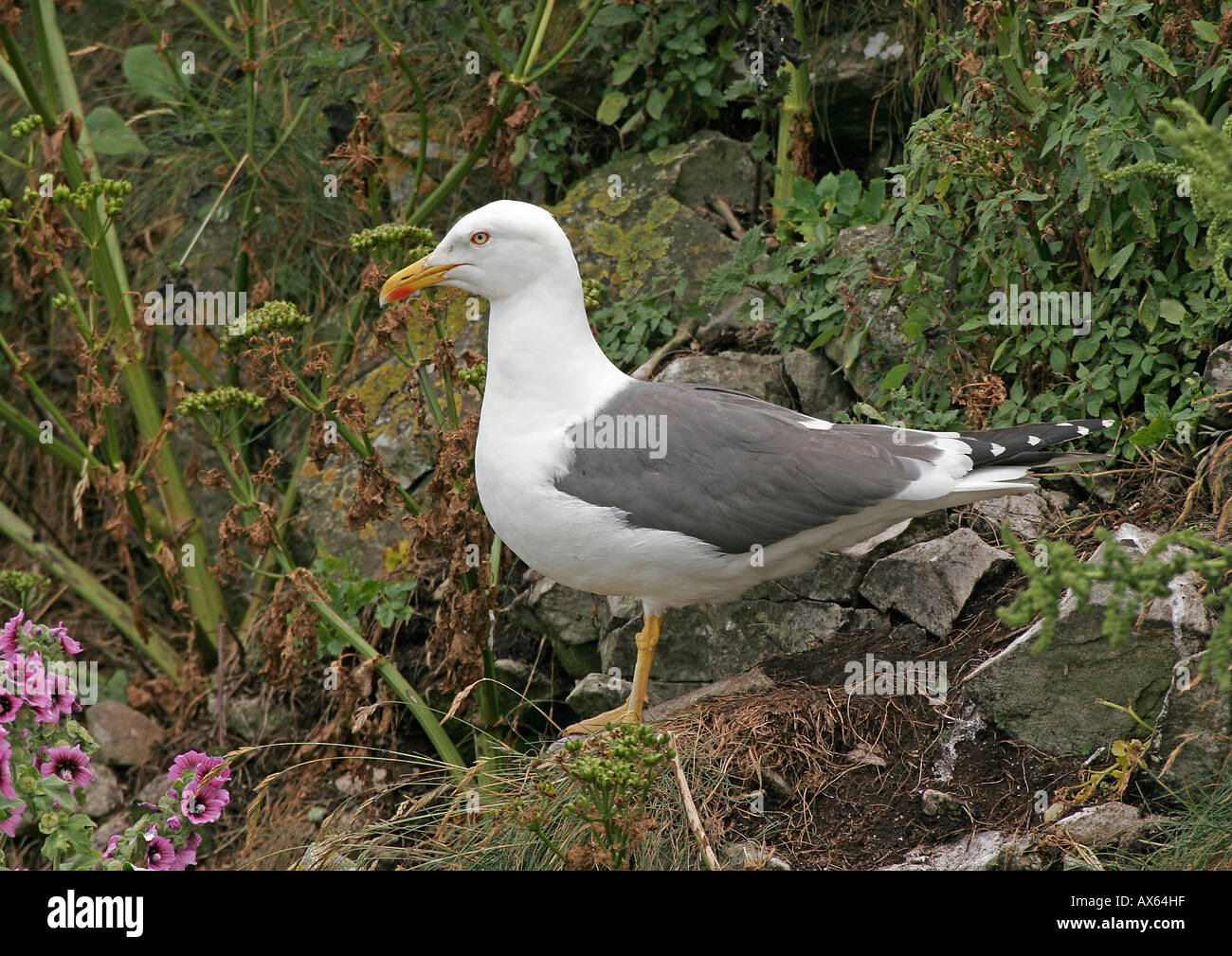Herring Gull (Larus argentatus) - Steepholm Island, Bristol Channel, England Stock Photo