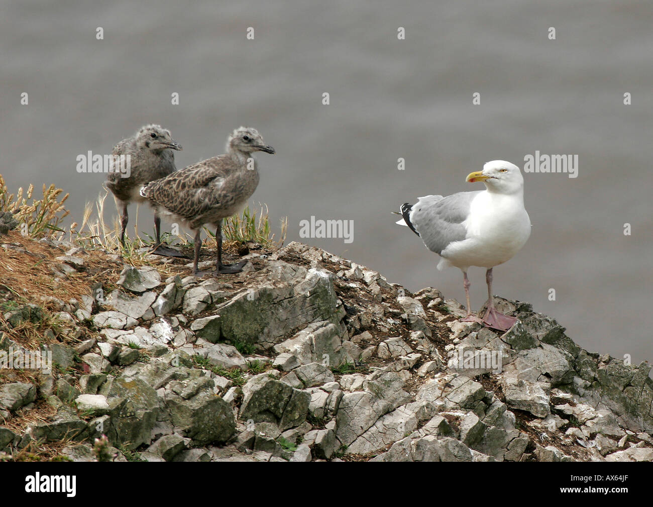 Herring Gull (Larus argentatus) and chicks - Steepholm Island, Bristol Channel, UK Stock Photo