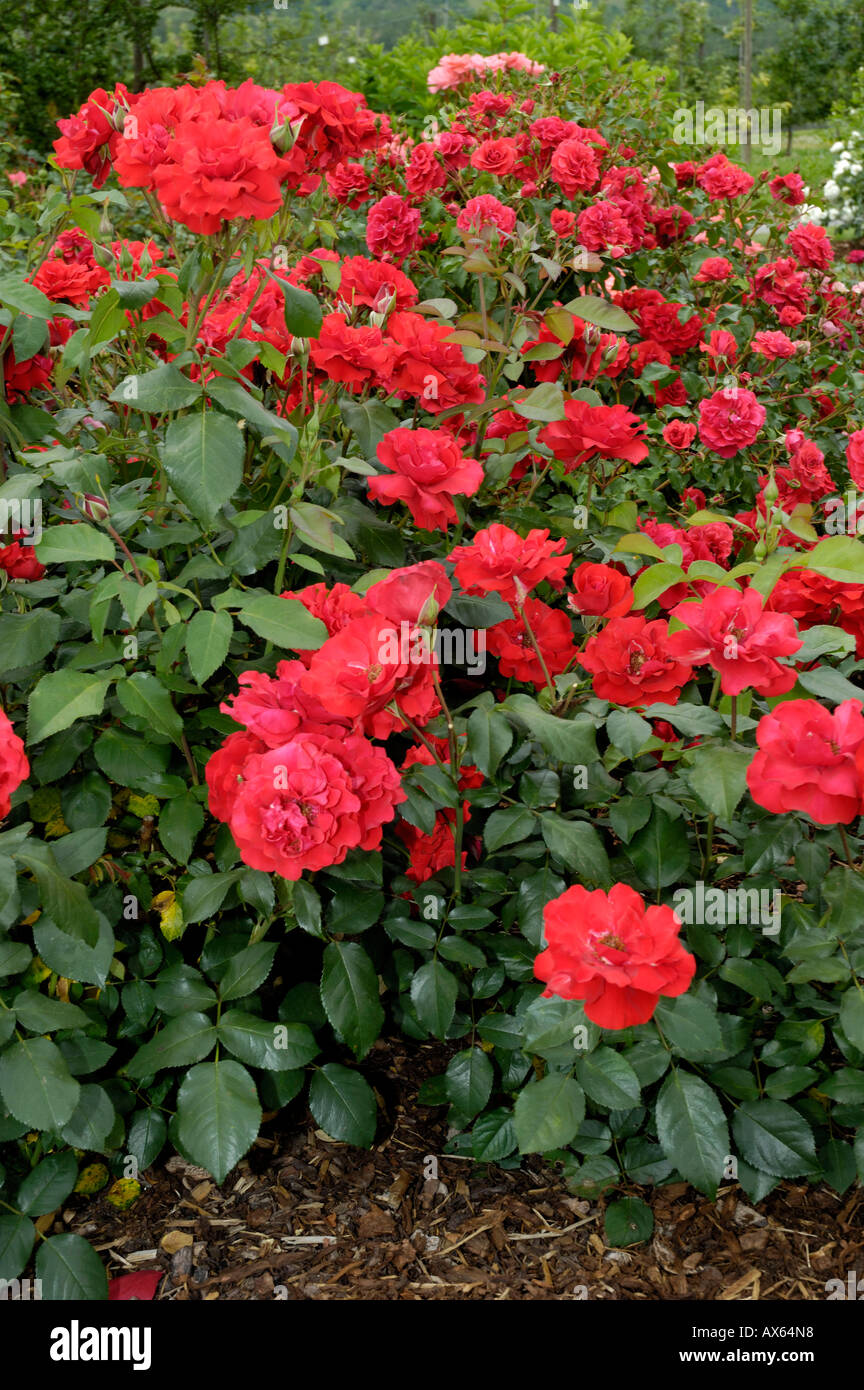 Shrub Rose Stock Photo Alamy