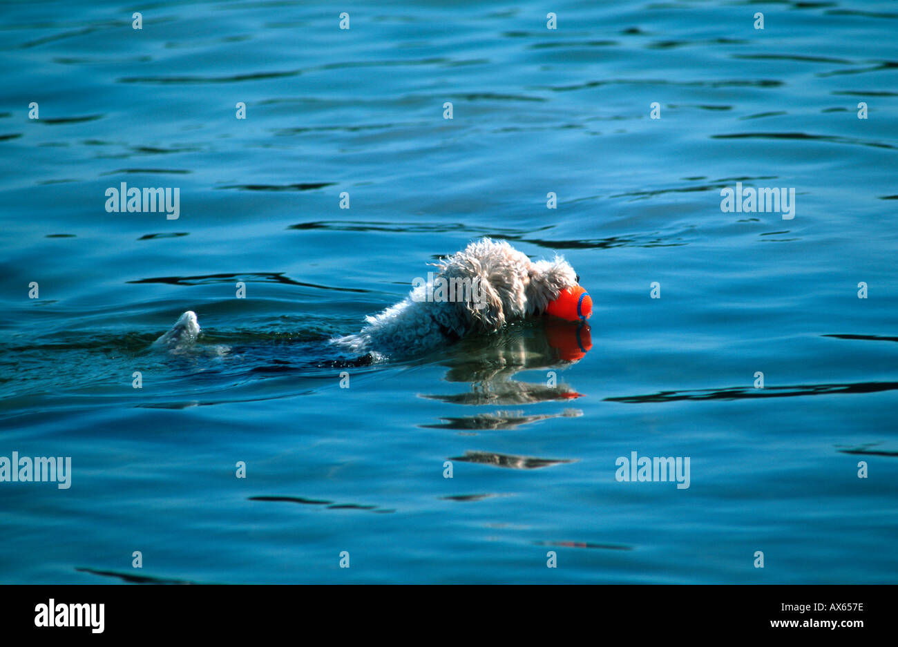 Dog retrieving ball in Ottawa Lake, Kettle Moraine State Park Wisconsin