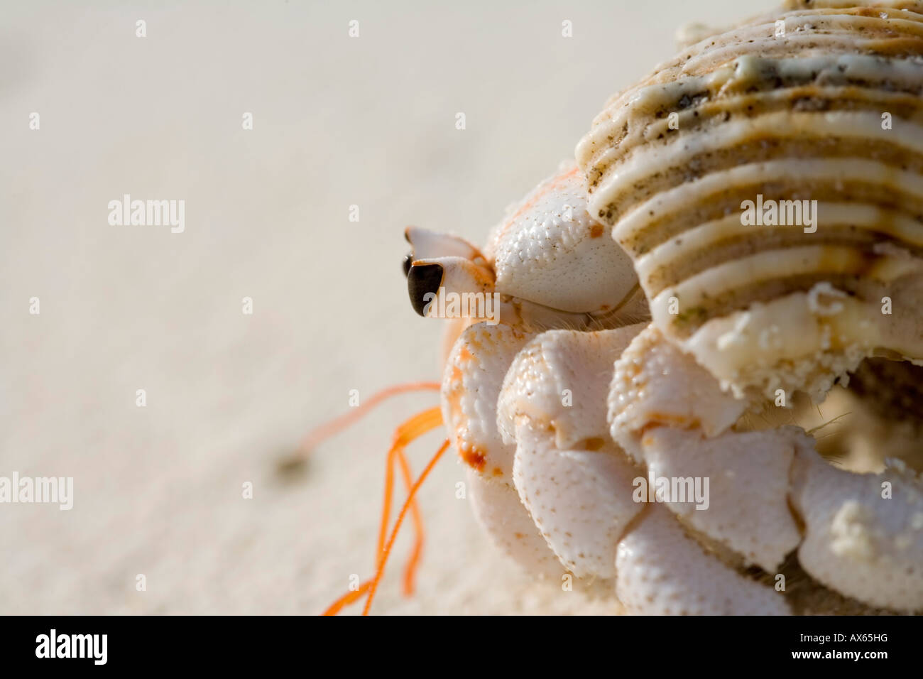 Hermit crab side view hi-res stock photography and images - Alamy